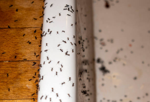 Best Residential Pest Control  in Winter Springs, FL